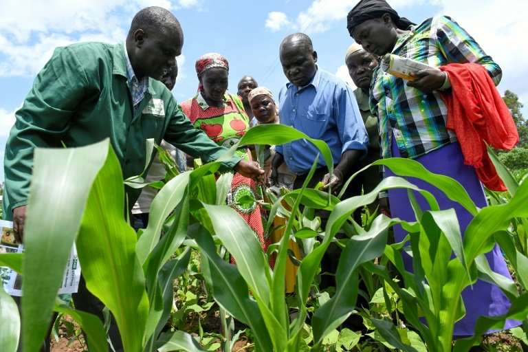 Understanding the armyworm: Plant expert Lukas Wekesa, left, offers advice to farmers facing an outbreak of the pest in Vihiga, 