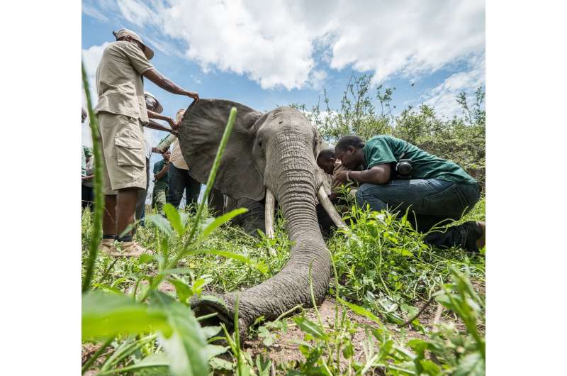 Unprecedented collaring effort aims to protect Tanzania's threatened elephants