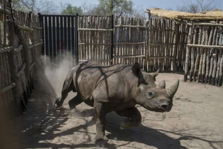 Conservation tragedy: Six endangered black rhinos were introduced to Zakouma National Park in Chad in May. Four of the animals h