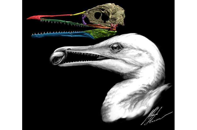 Scientists find the first bird beak, right under their noses
