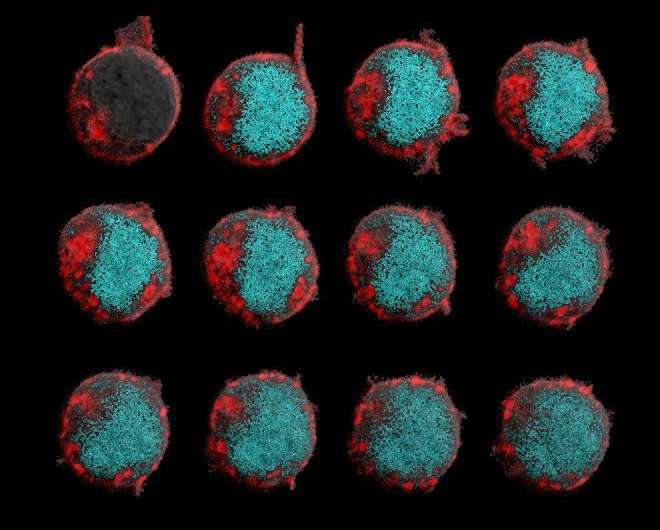 Researchers show a cancer defense mechanism could be turned back to attack tumors