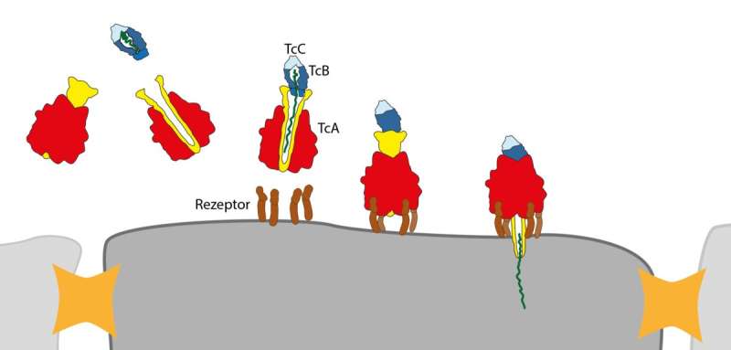 Researchers decode the toxin complex of the plague bacterium and other germs