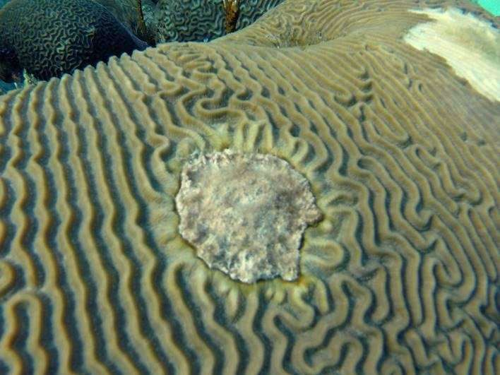 New study shows Florida Keys' corals are growing but have become more porous