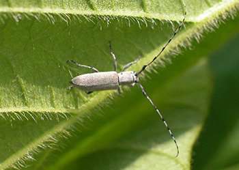 10 of the most diabolical crop pests in north carolina