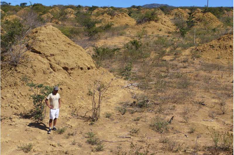 4,000-year-old termite mounds found in Brazil are visible from space