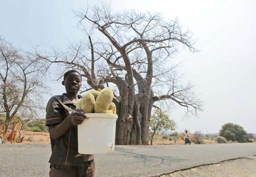 Africa's iconic baobab trees dying off at alarming rate