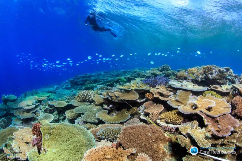 A glimmer of hope for the world's coral reefs