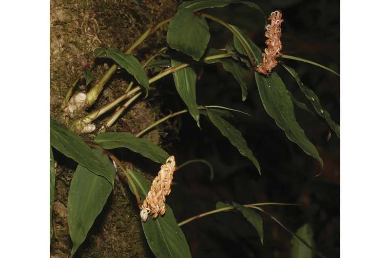 A glimpse in the flora of Southeast Asia puts a spotlight on its conservation
