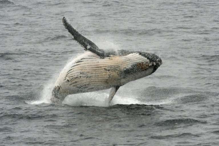 A humpback whale jumps out of the water in the western Antarctic peninsula