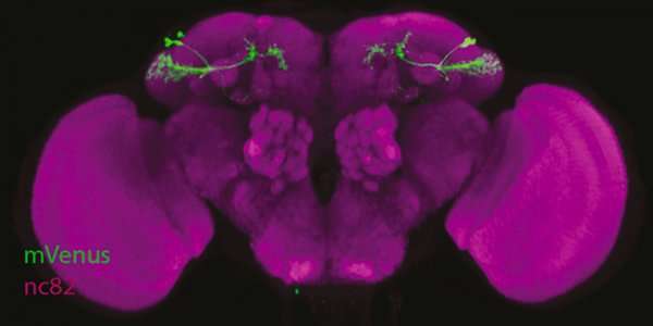 A mechanism of interaction between innate and learned response in the Drosophila brain