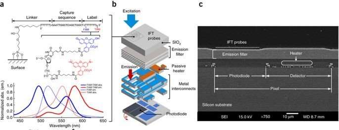 A Miniaturized Semiconductor Biochip to Identify Drug-Resistant Pathogens