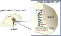 A new strategy for brain regeneration after stroke