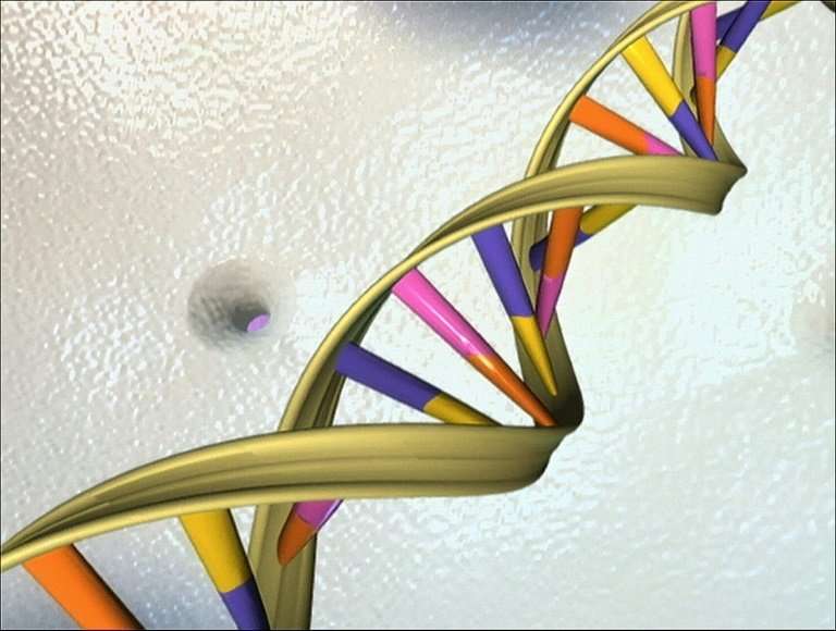 An illustration of the double helix, the molecular shape of a double-stranded DNA molecule