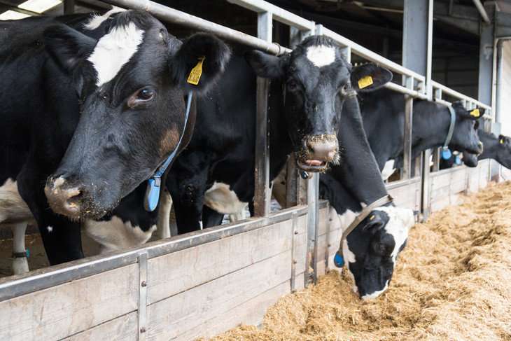 Annual, biological rhythms govern milk production in dairy cows