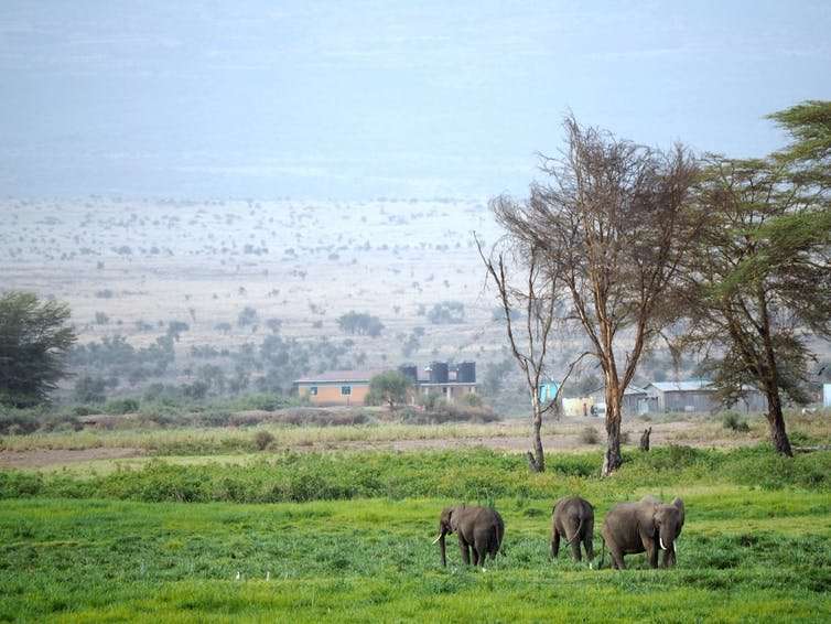 Are electric fences really the best way to solve human-elephant land conflicts?