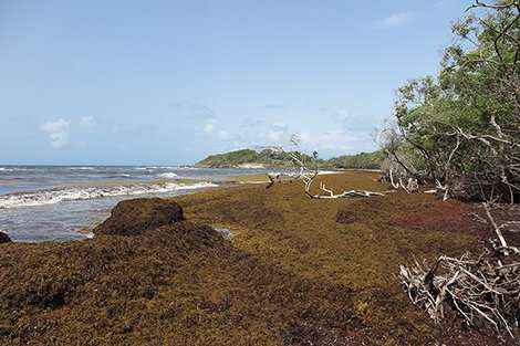 A research project in the French West Indies for repurposing Sargassum seaweed