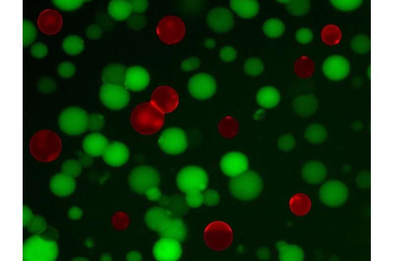 Artificial cells are tiny bacteria fighters