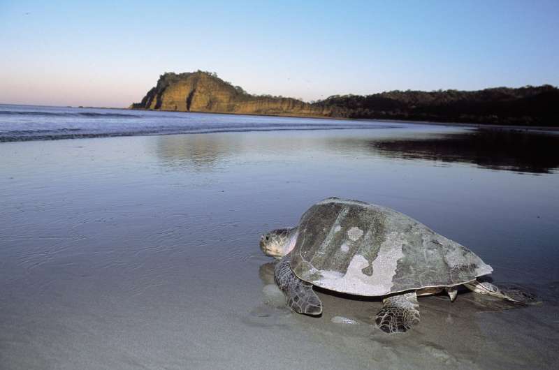 A sea turtle paradise in the land of lakes and volcanoes