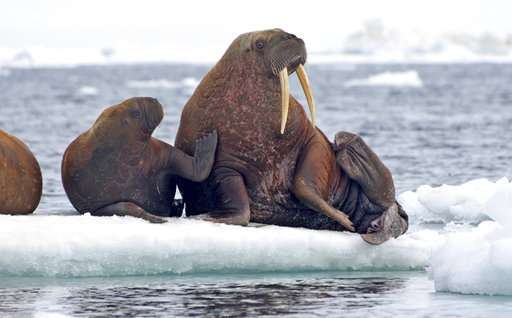 As sea ice melts, some say walruses need better protection