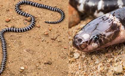 Australia has a new venomous snake – and it may already be threatened