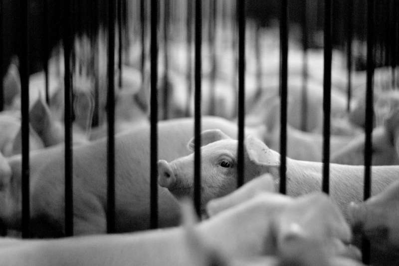 Australians care about animals but don't buy ethical meat