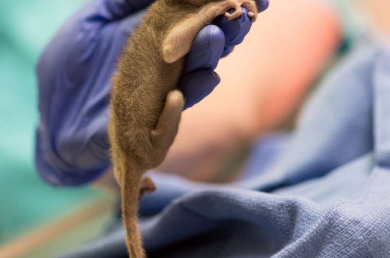 Baby lemur born following rare C-section