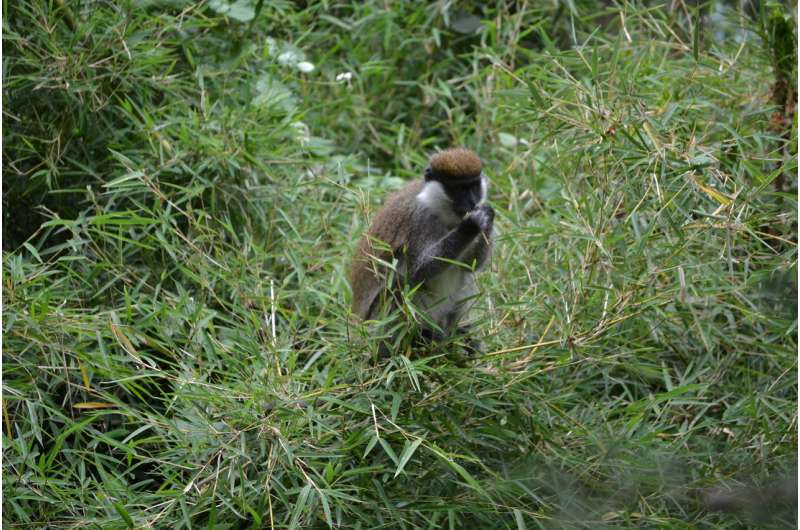 Bamboo-eating Bale monkeys could still be saved from extinction