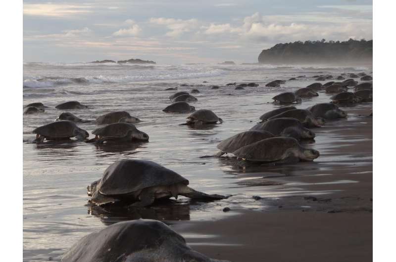 Beaches are becoming safer for baby sea turtles, but threats await them in the ocean