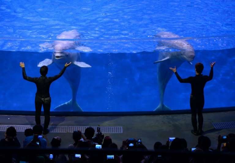 Beluga whales perform at the Chimelong Ocean Kingdom in Zhuhai, China, 29/04/14. Two beluga whales from a Shanghai aquarium are 