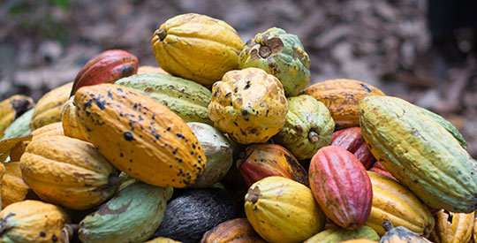 Better cocoa crops for better livelihoods