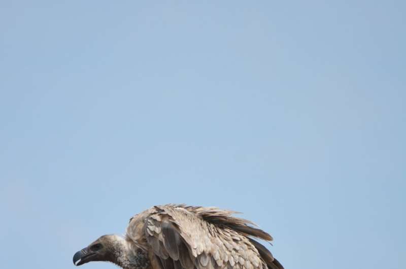 Big game hunters in Africa urged to drop the lead to help save vultures