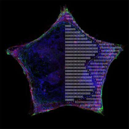Bioengineers borrow from electronics industry to get stem cells to shape up