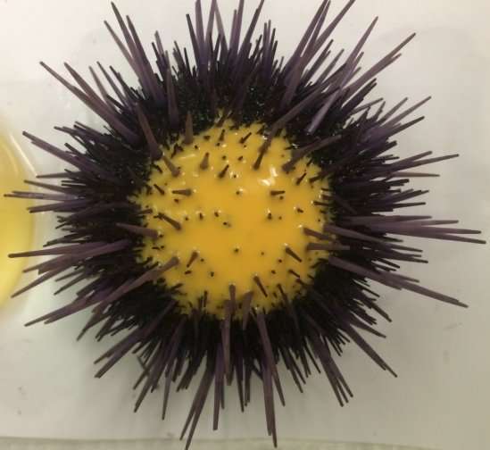 Biologists discover that female purple sea urchins prime their progeny to succeed in the face of stress