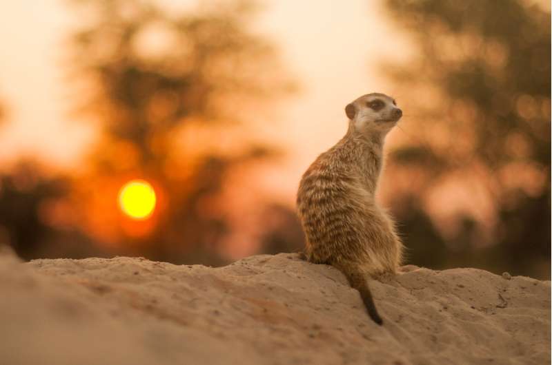 Breeder meerkats age faster, but their subordinates still die younger