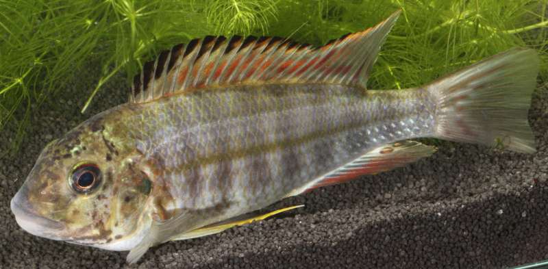 Brood parasitism in fish