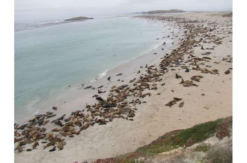 California sea lion population rebounded to new highs