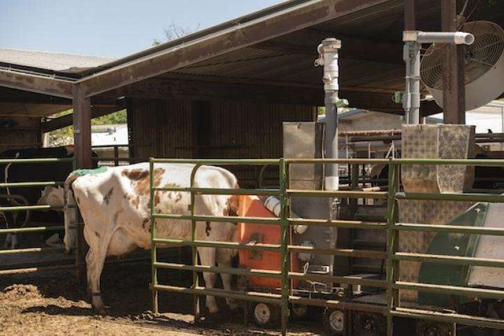 Can seaweed cut gassy cows on dairy farms?