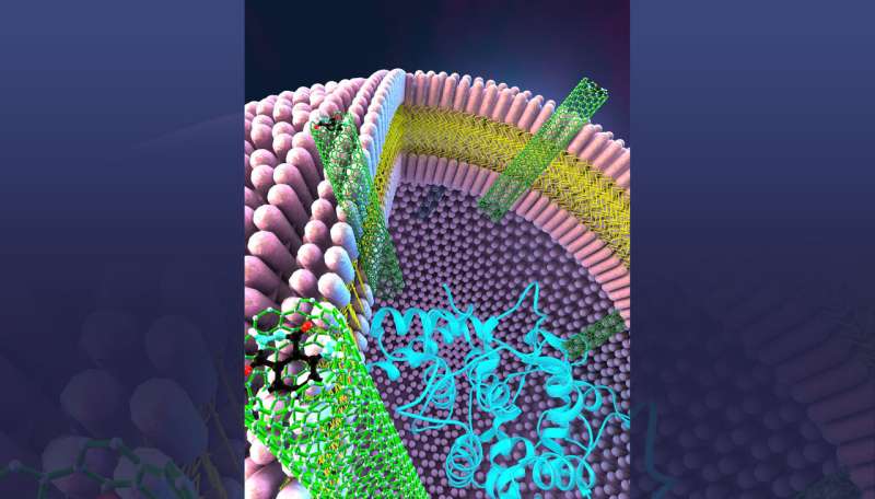 Carbon nanotubes mime biology