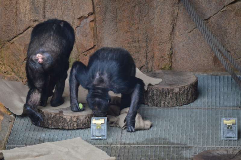 Chimpanzees sniff out strangers and family members