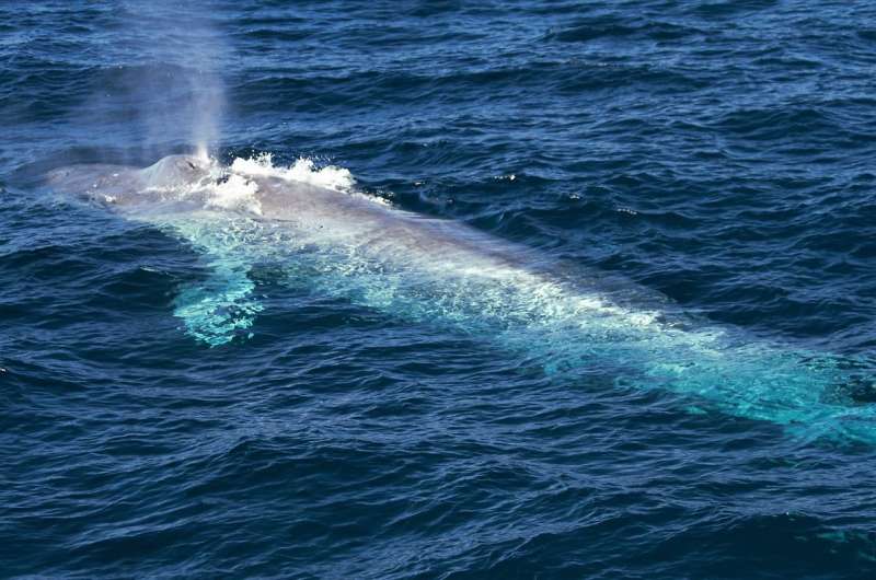 Clues from an endangered blue whale population
