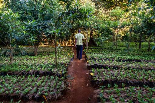 Coffee and conservation: Mozambique tries both on a mountain