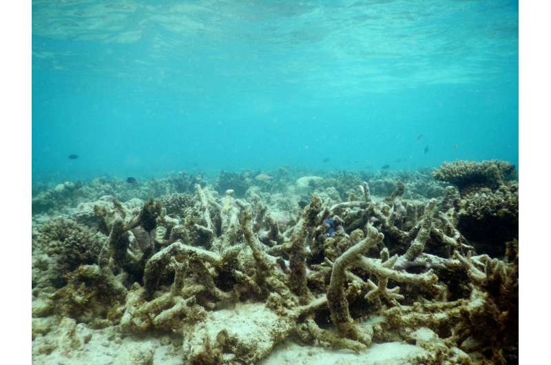 Deteriorating Great Barrier Reef hushed: Young fish no longer hear their way home