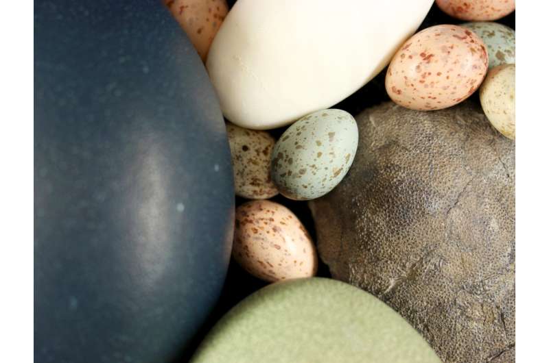Dinosaurs put all colored birds' eggs in one basket, evolutionarily speaking