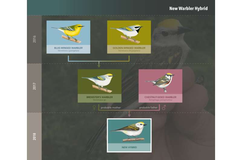 Discovery: Rare three-species hybrid warbler
