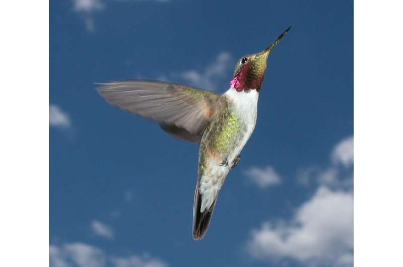 Dive-bombing for love: Male hummingbirds dazzle females with a highly synchronized display
