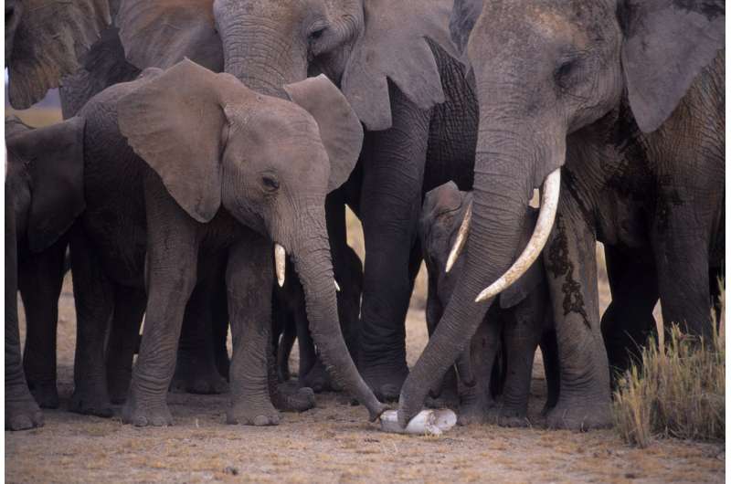 DNA tests of illegal ivory link multiple ivory shipments to same dealers