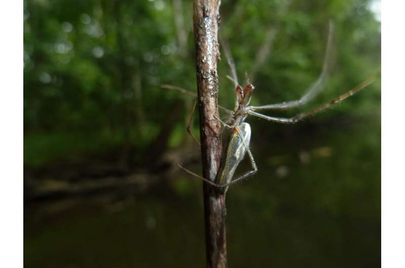 Drug pollution concentrates in stream bugs, passes to predators in water and on land