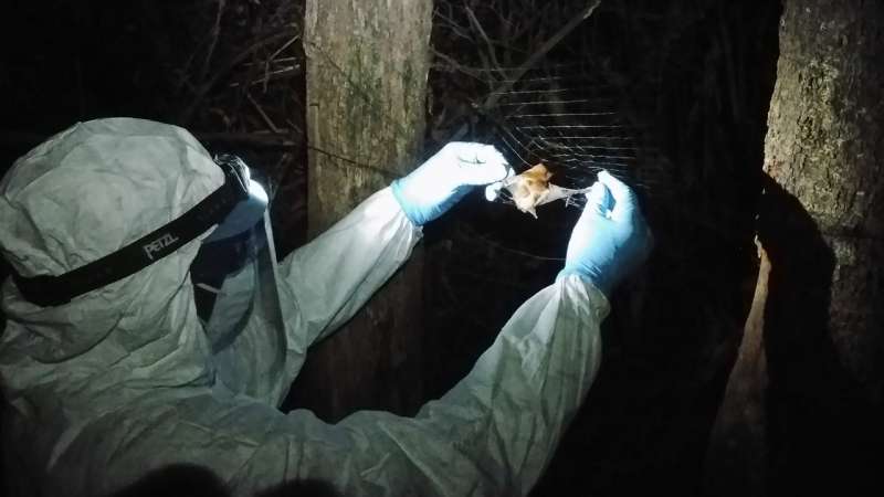 Ebola species found in bats ahead of any potential outbreak