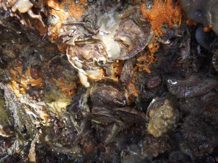 Endangered native oyster helped by invasive species