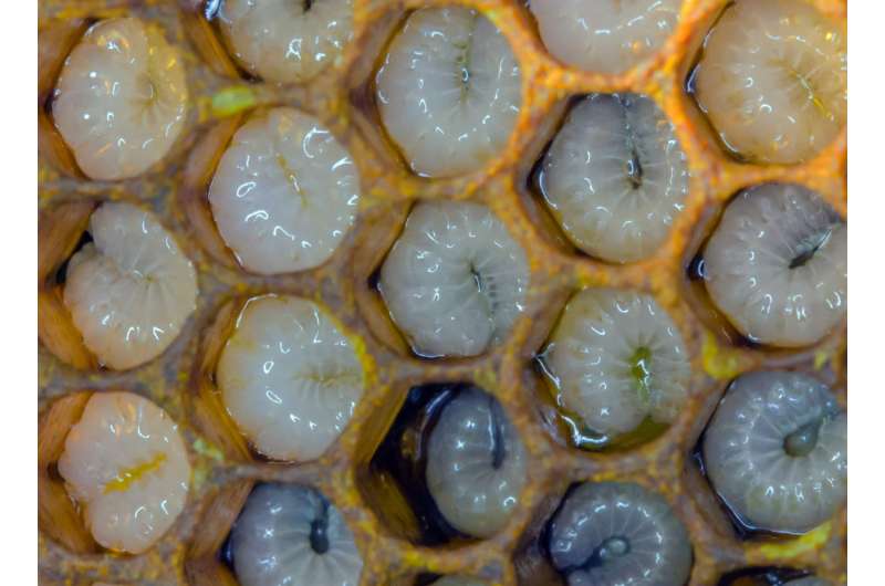 Epigenetic patterns determine if honeybee larvae become queens or workers